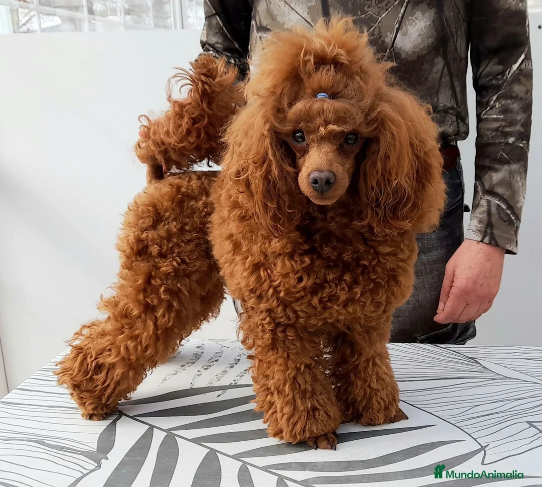 Caniche Toy perros en venta: Cachorro de Caniche Toy Leonado (Rojo/Apricot) - Anuncio 2
