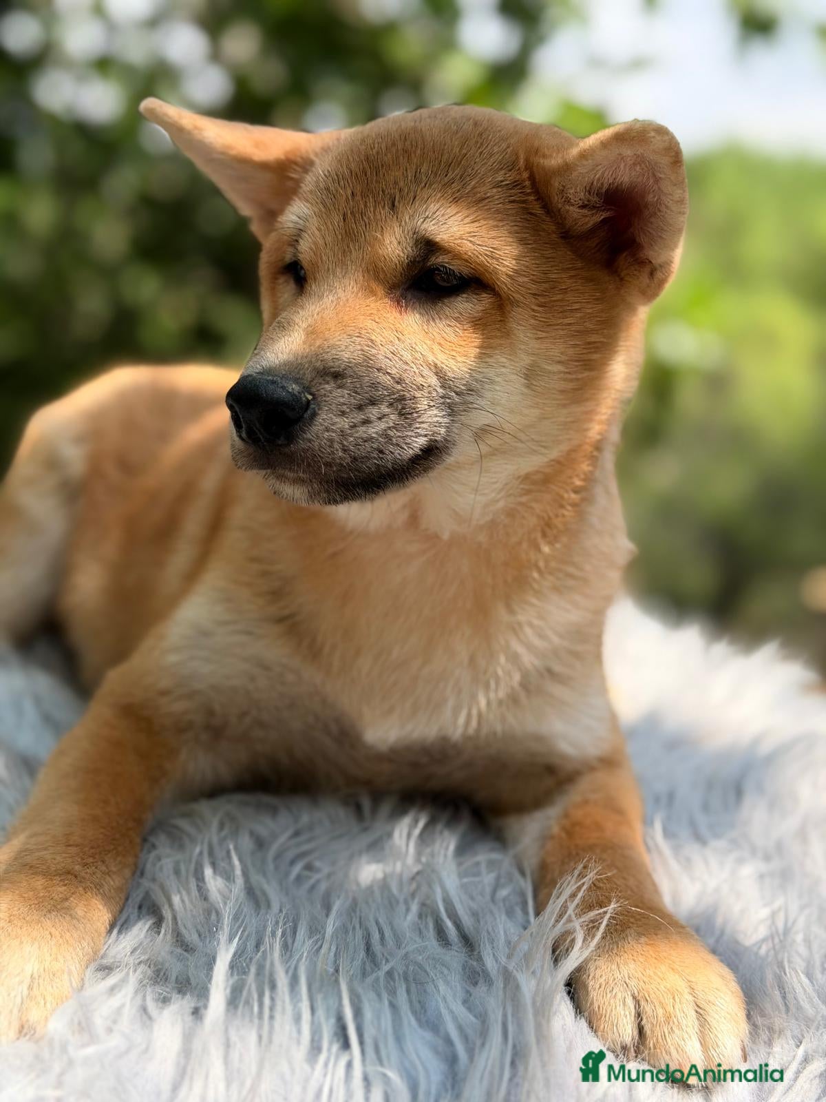 Shiba Inu perros SHIBA INU ROJO - Anuncio 1