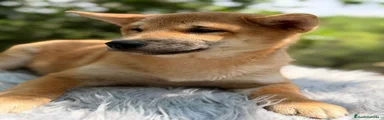 Shiba Inu 1