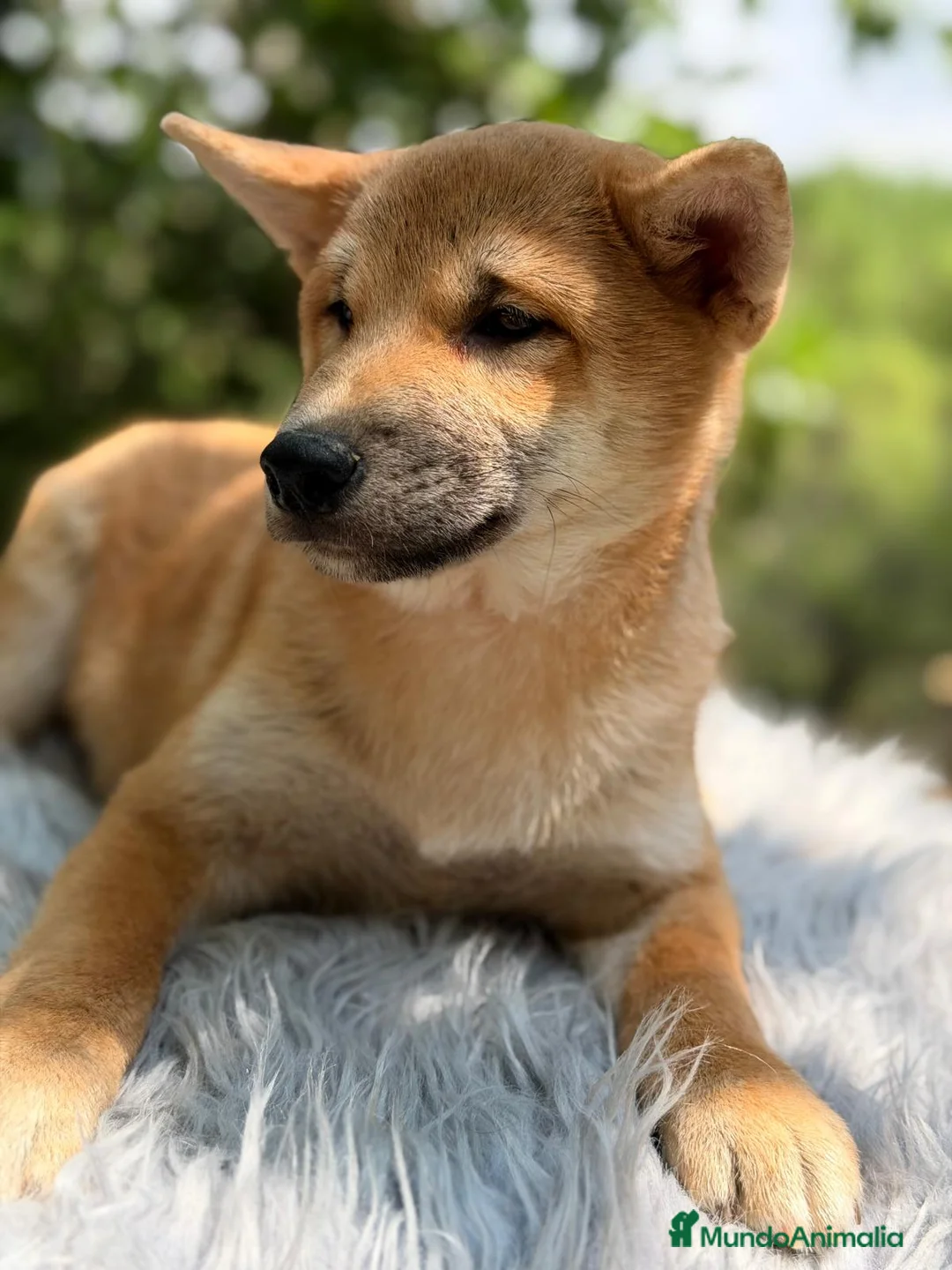 Shiba Inu perros en venta: SHIBA INU ROJO - Anuncio 1