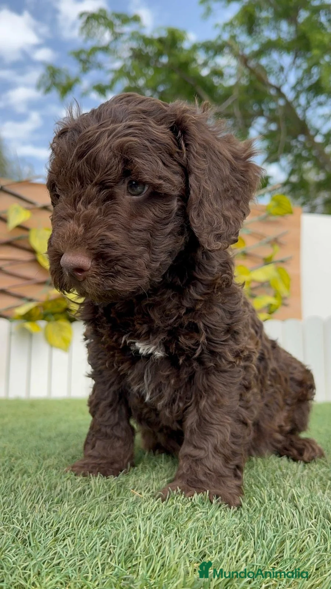 Perro de Agua Español perros en venta: PERRO DE AGUA  - Anuncio 1