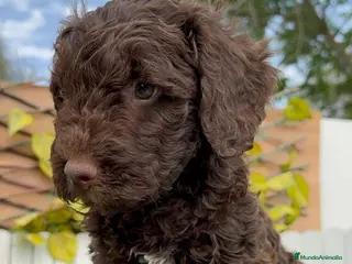 Perro de Agua Español perros PERRO DE AGUA - Anuncio 1