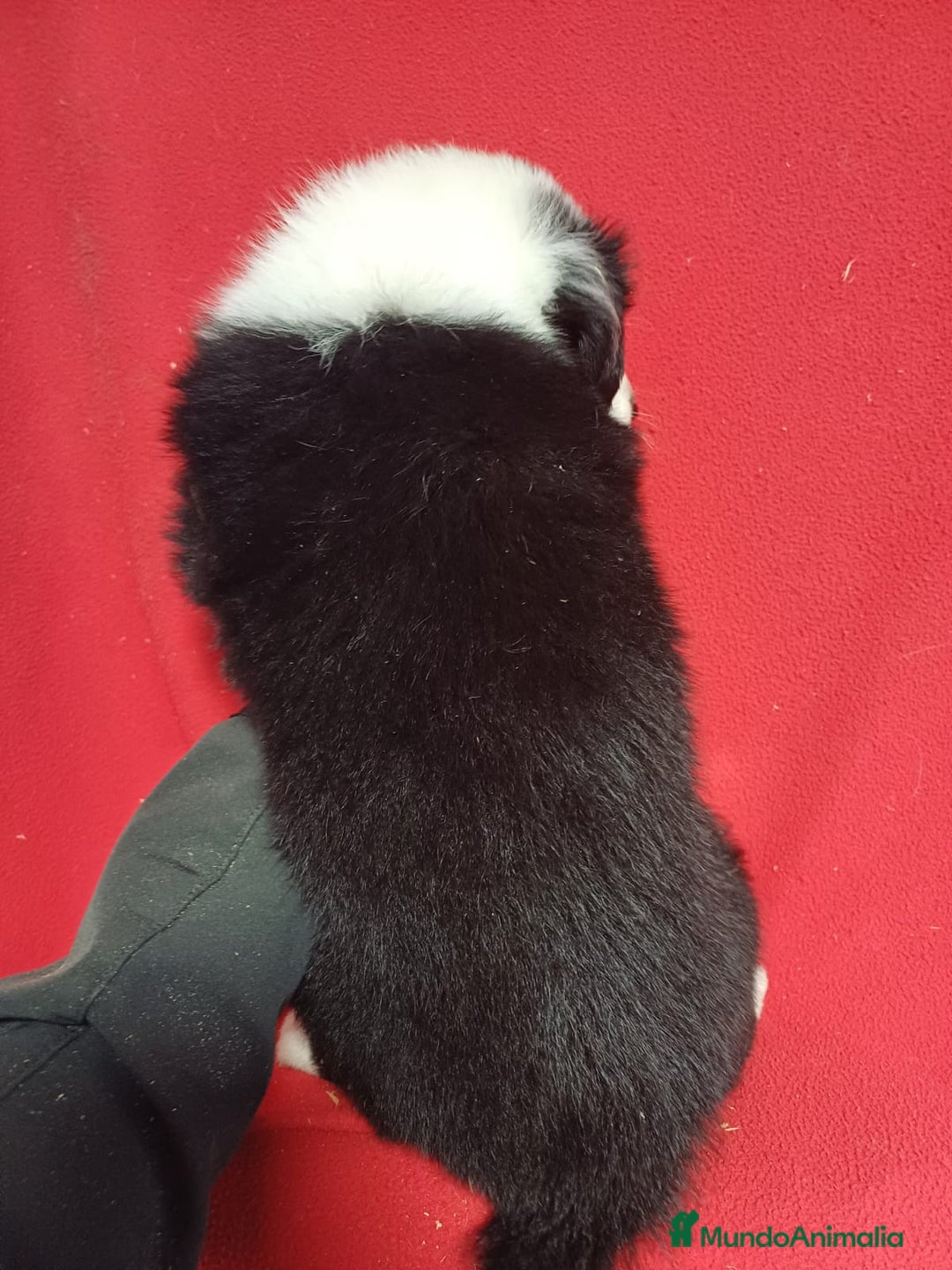 Border Collie perros en venta: Border Collie Blanco y Negro  - Anuncio 4