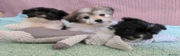 Bichón Habanero perros en venta: Machitos de bichon habanero - Anuncio 18