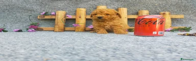 Caniche Toy Cachorro 6
