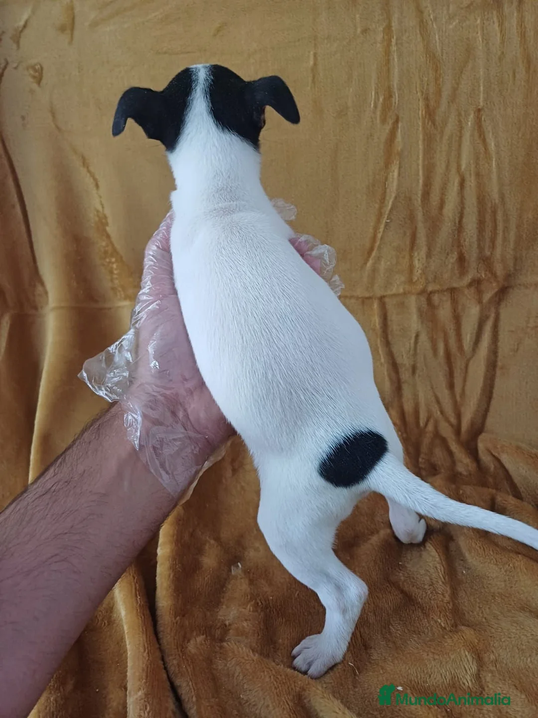 Ratonero Bodeguero Andaluz perros en venta: Bodeguero Andaluz  - Anuncio 3