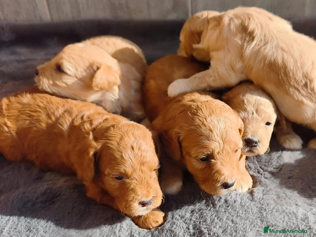 Caniche Enano perros en venta: CANICHE ENANO MACHO Y HEMBRA - Anuncio 2