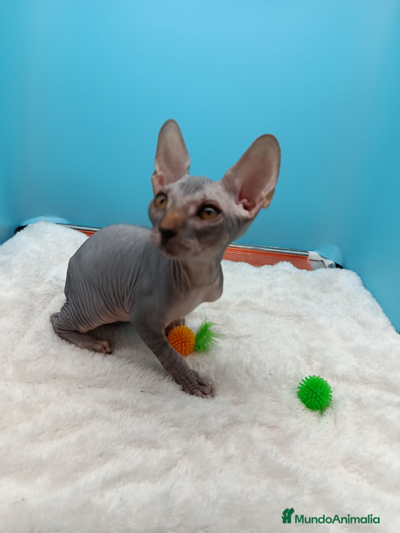 Sphynx gatos en venta: Parejita de Sphynx  - Anuncio 14