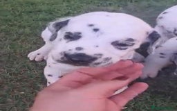 Dálmata perros en venta: Dálmata !! - Imagen 4