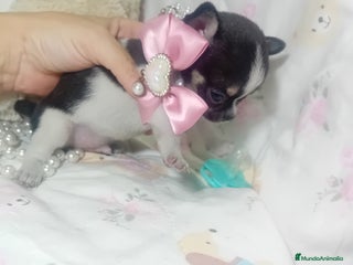 Chihuahua perros ‼️Chihuahuas muy cariñosos tamaño mini - Anuncio 1
