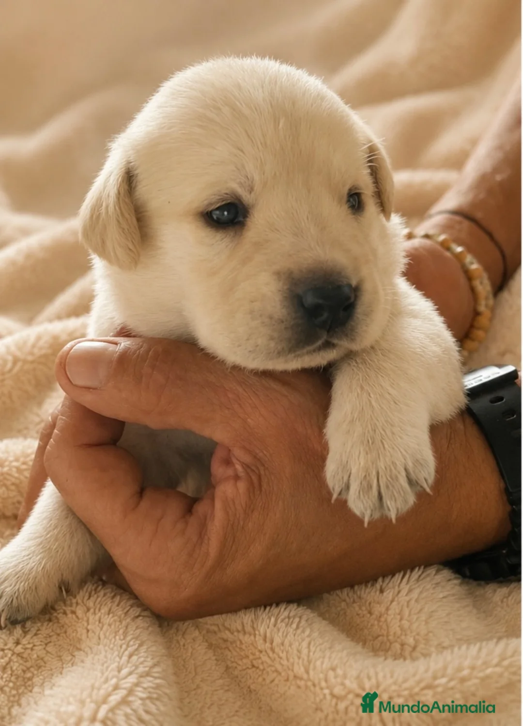 Labrador Retriever perros en venta: LABRADOR RETRIEVER  - Anuncio 1