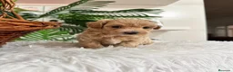 Maltipoo perros en venta: MALTIPOO MACHOS  - Anuncio 21