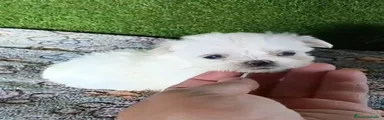 Bichón Maltés 3