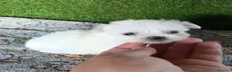 Bichón Maltés perros en venta: Camada de bichon maltés toy 100x100 koreanos - Anuncio 3