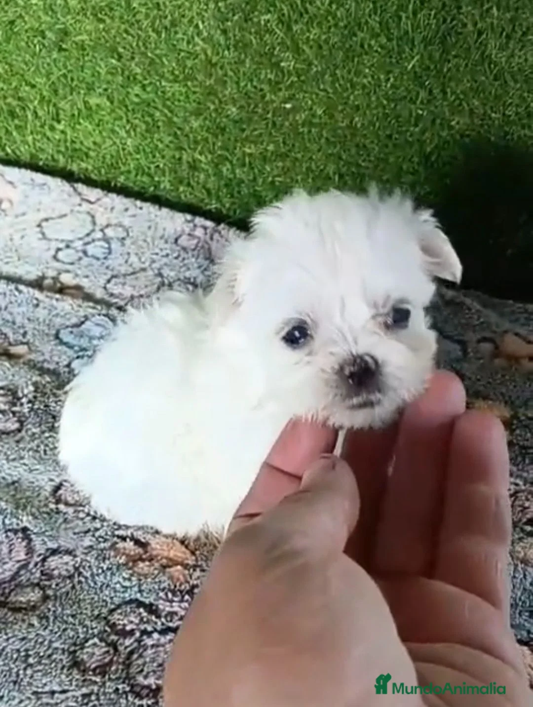 Bichón Maltés perros en venta: Camada de bichon maltés toy 100x100 koreanos - Anuncio 3