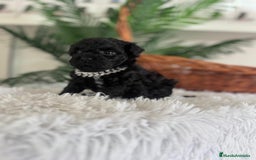 Caniche Toy perros en venta: CANICHE TOY MACHO - Anuncio 5