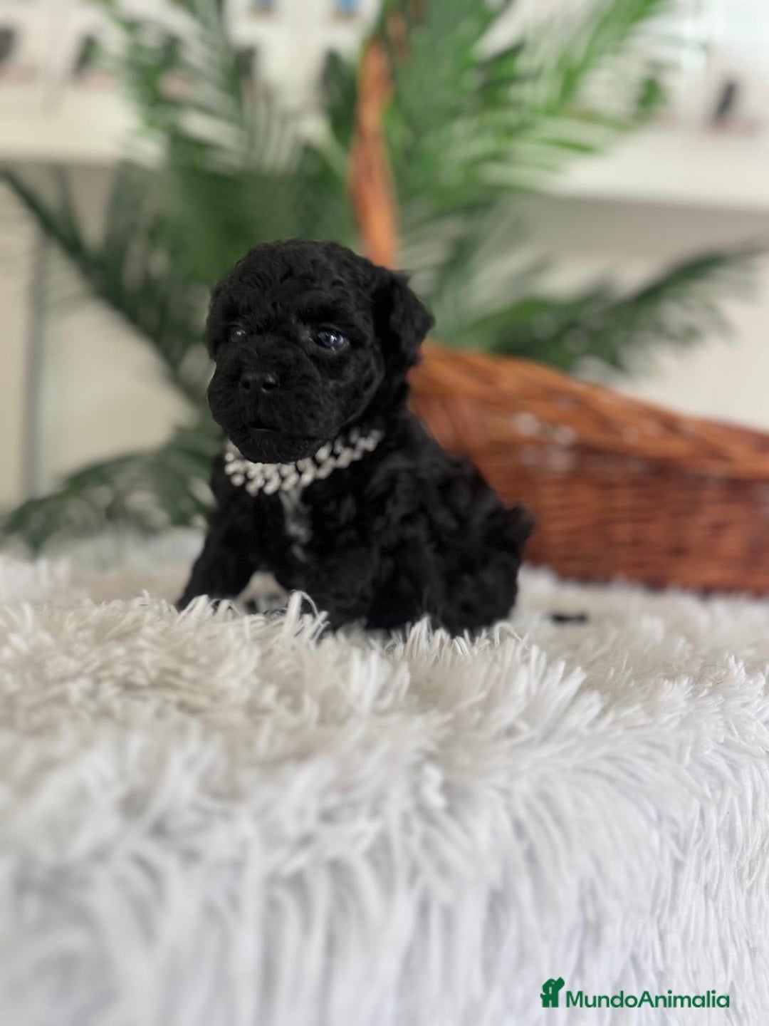 Caniche Toy perros en venta: CANICHE TOY MACHO - Anuncio 5