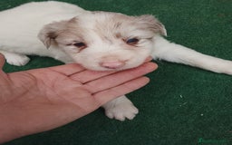 Border Collie perros en venta: Cachorros de border collie  - Anuncio 5