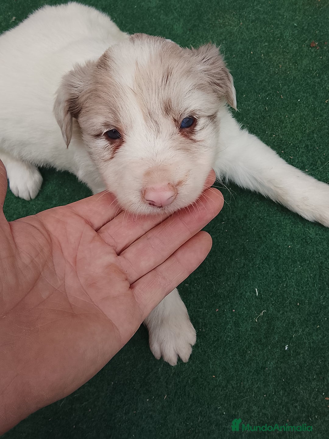 Border Collie perros en venta: Cachorros de border collie  - Anuncio 5