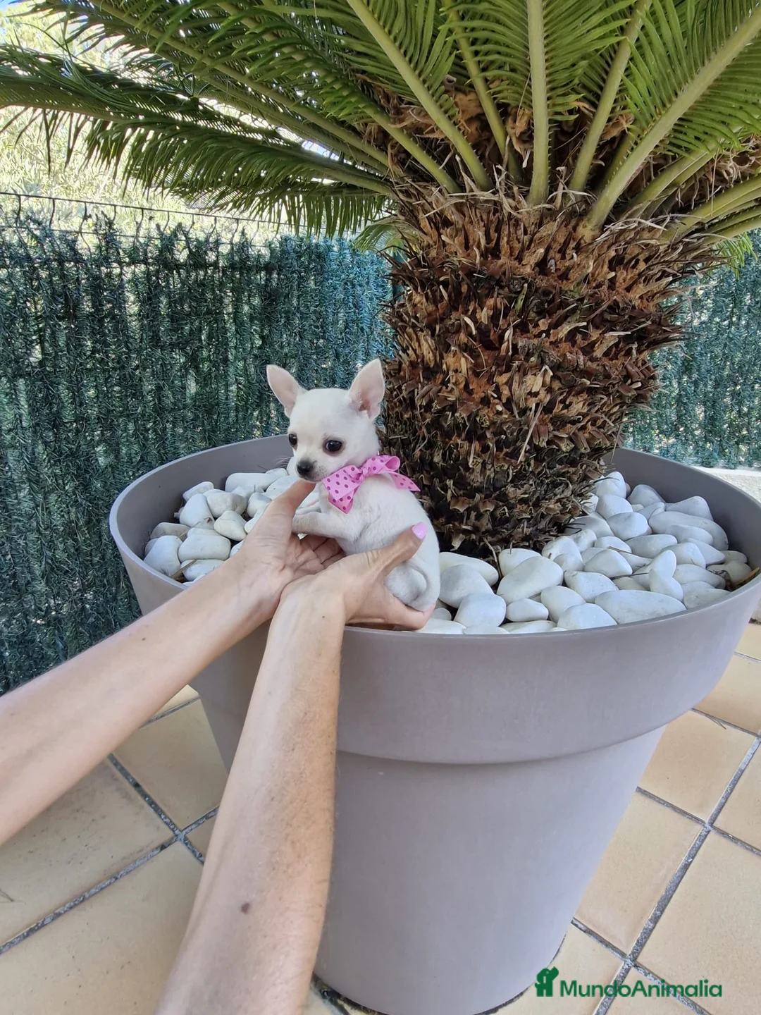 Chihuahua perros en venta: Chihuahuas excelentes  en Barcelona - Anuncio 6