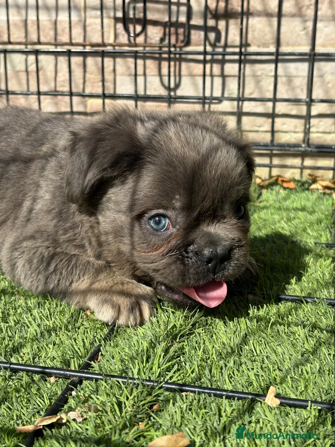 Bulldog Francés perros en venta: Cachorro fuffly  - Anuncio 2