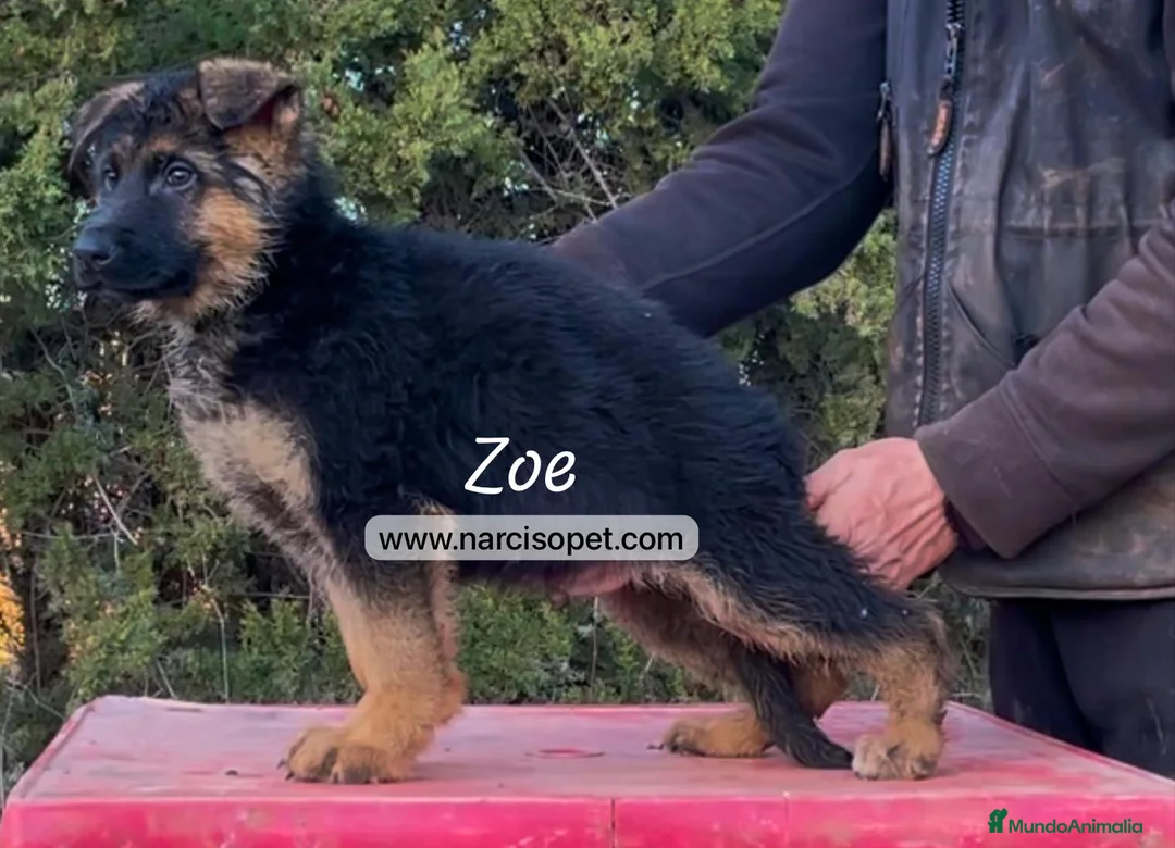 Pastor Alemán perros en venta: PASTOR ALEMAN MACHOS CON GARANTIAS en Asturias - Anuncio 1