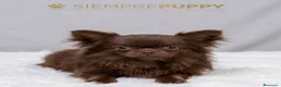 Chihuahua perros en venta: CHIHUAHUA PELO LARGO TONOS CHOCOLATE - Anuncio 3