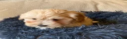 Maltipoo perros en venta: Maltipoo - Anuncio 2