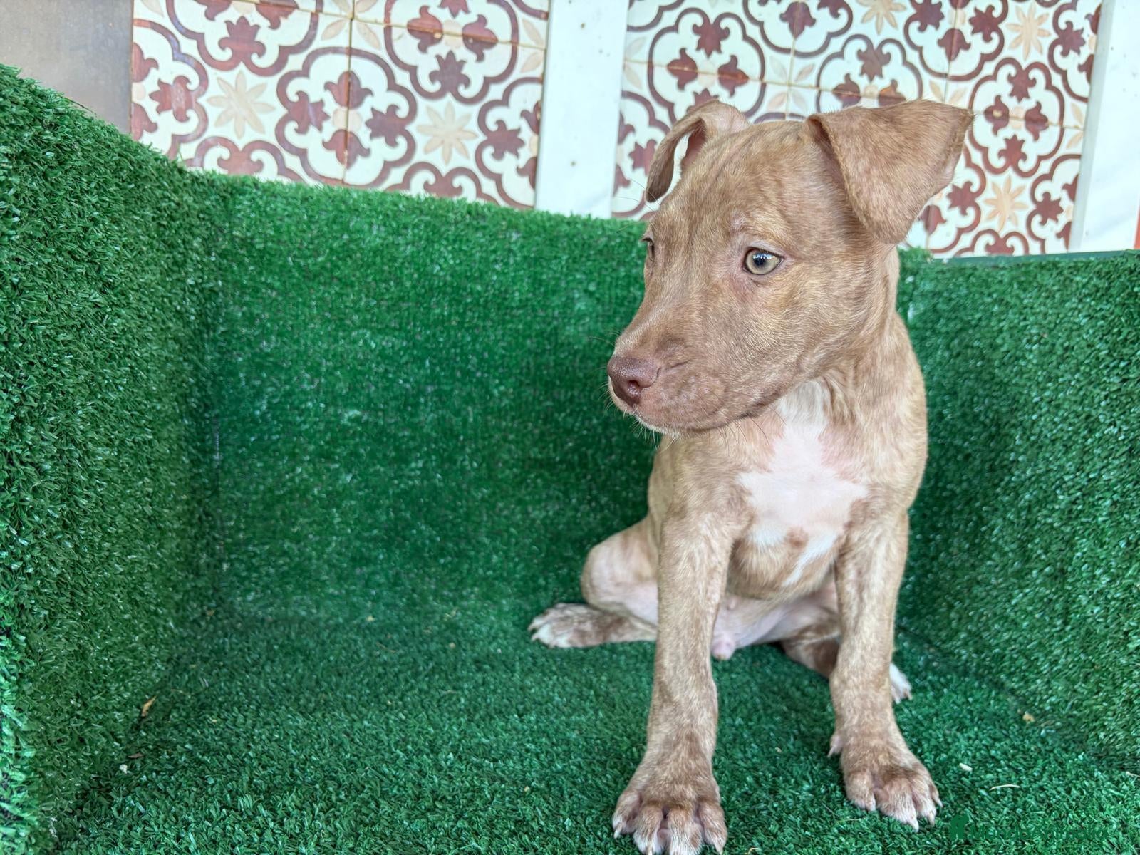 American Pit Bull Terrier perros pitbull - Anuncio 1