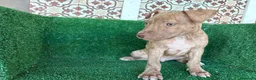 American Pit Bull Terrier perros en venta: pitbull - Anuncio 1