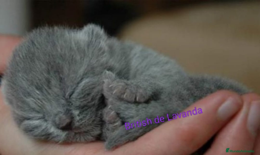 Británico de Pelo Corto gatos en venta: Gato British shorthair  - Imagen 2