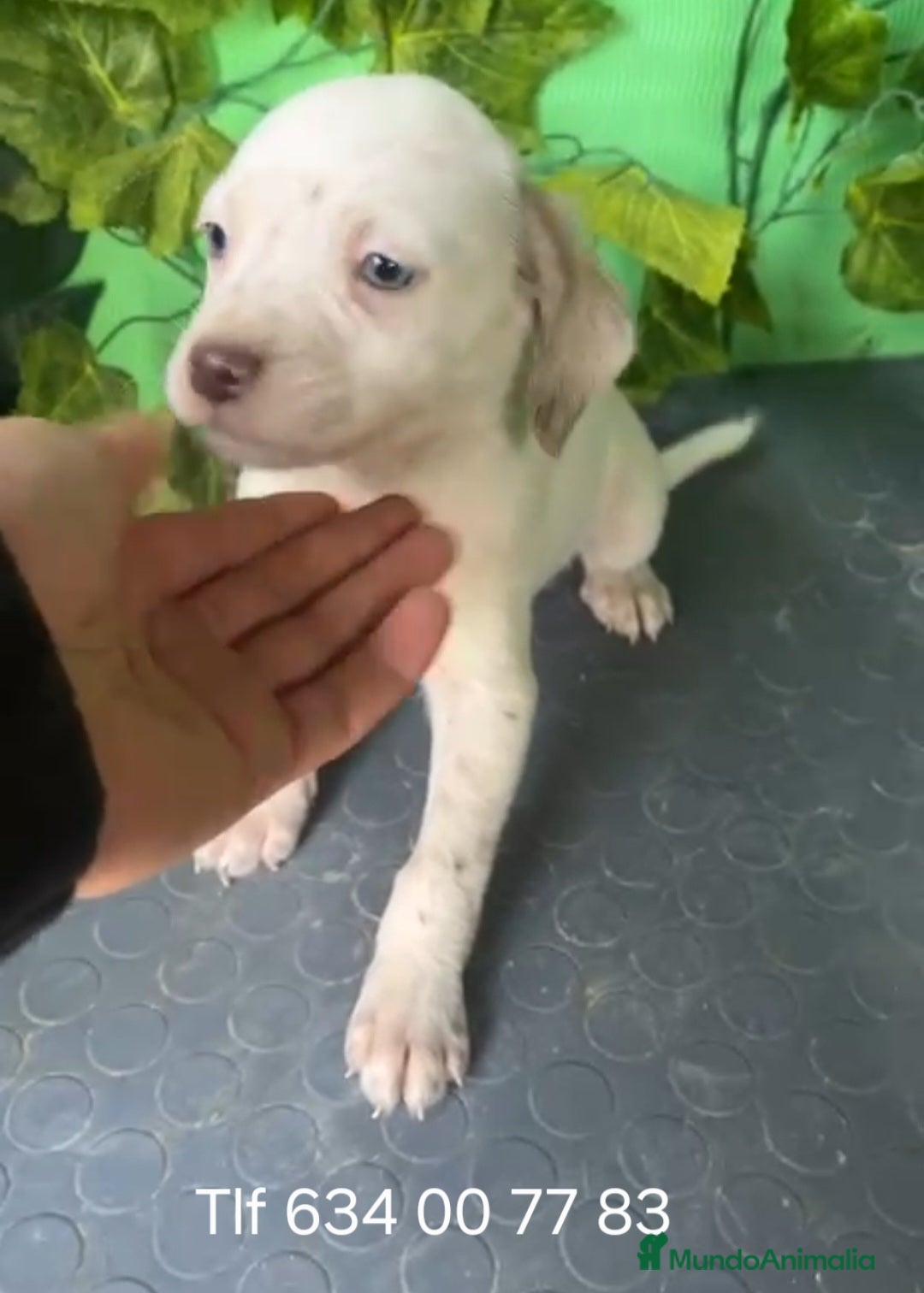 Raza Mixta perros en venta: Excelentes border con Bretón  - Anuncio 1