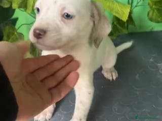 Raza Mixta perros Excelentes border con Bretón - Anuncio 3