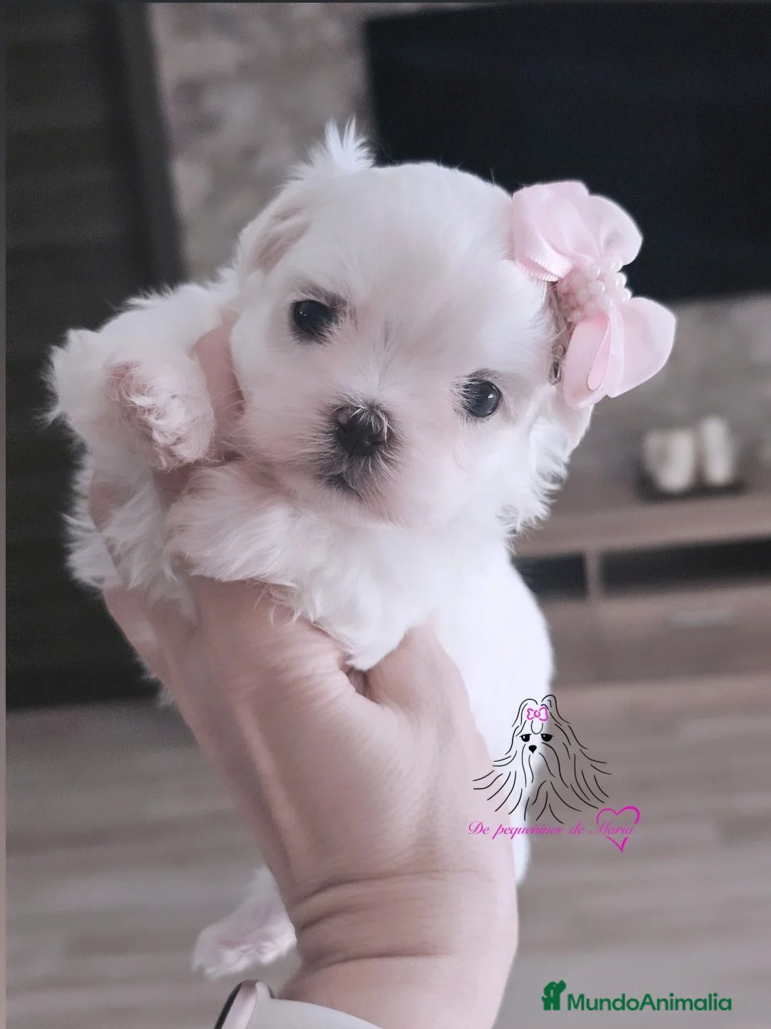 Bichón Maltés perros en venta: Bichon maltes coreano miniatura  - Anuncio 5