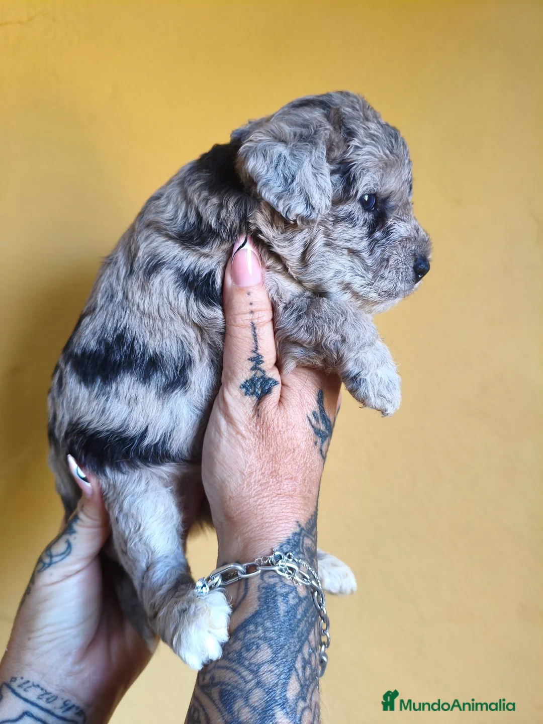 Raza Mixta perros en venta: FOODLE FOX TERRIER CON CANICHE - Anuncio 7