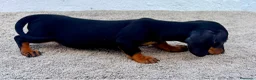 Teckel Miniatura perros en venta: Teckel kaninchen  - Anuncio 13