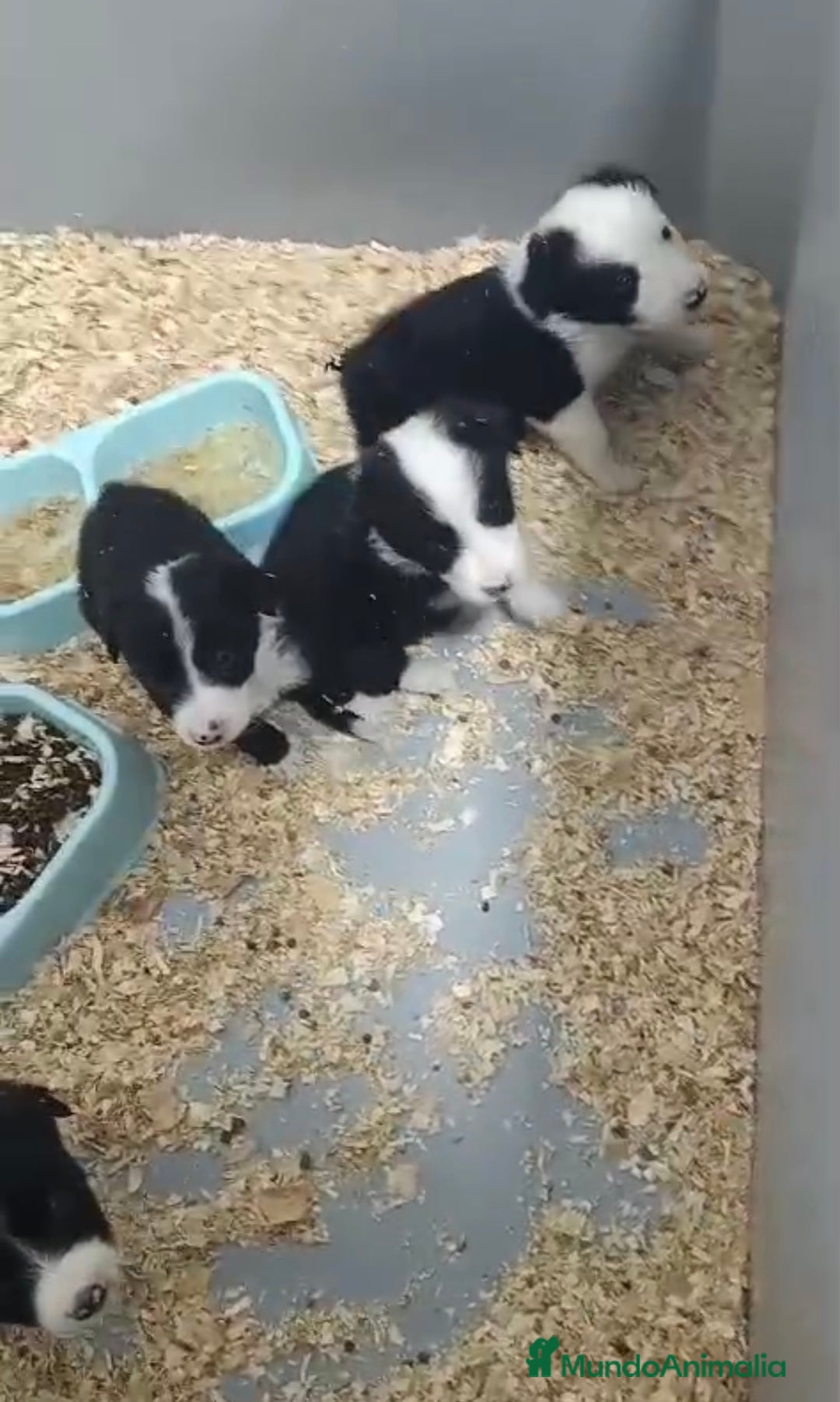 Border Collie perros en venta: BORDER COLLIE PRECIOSOS - Anuncio 2