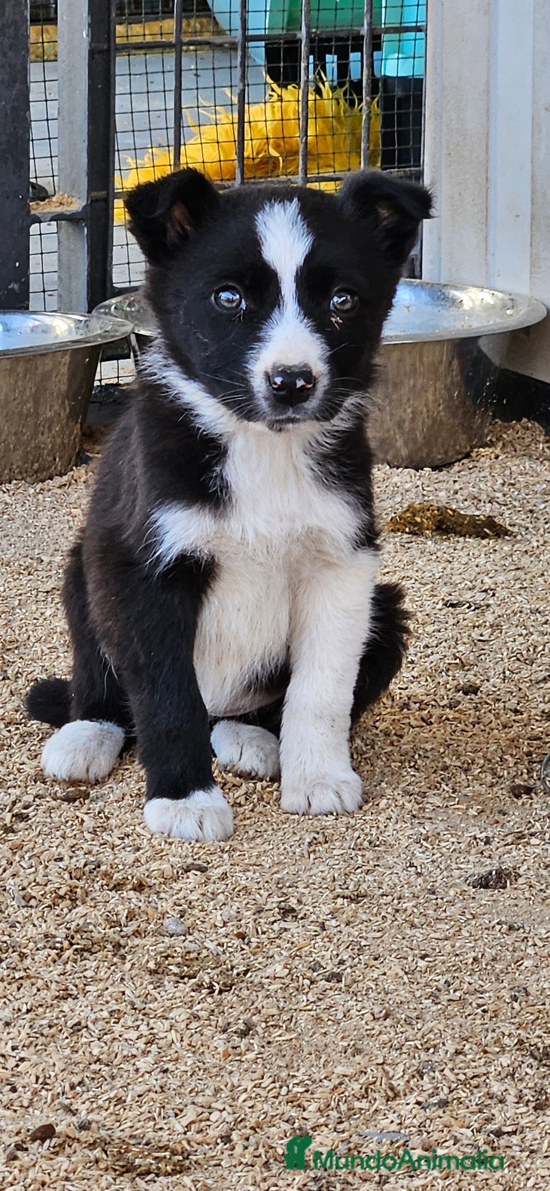 Border Collie perros en venta: Border collie  - Anuncio 4