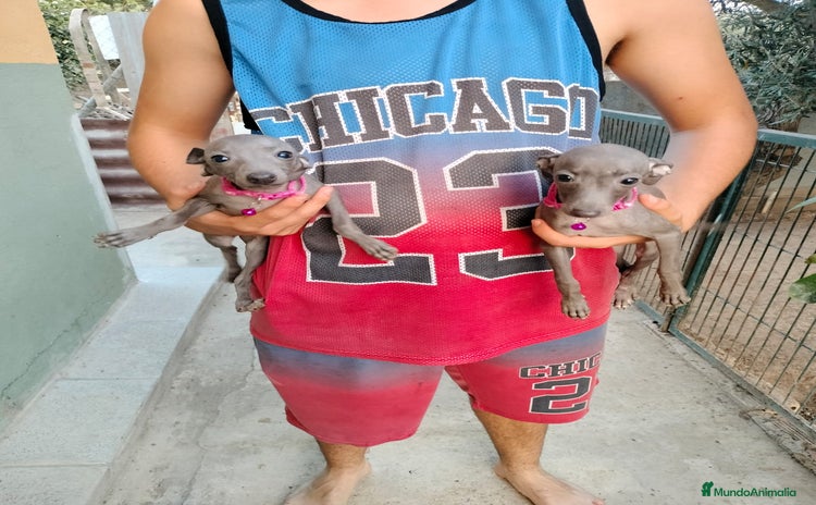 Pequeño Lebrel Italiano perros - Anuncio 1