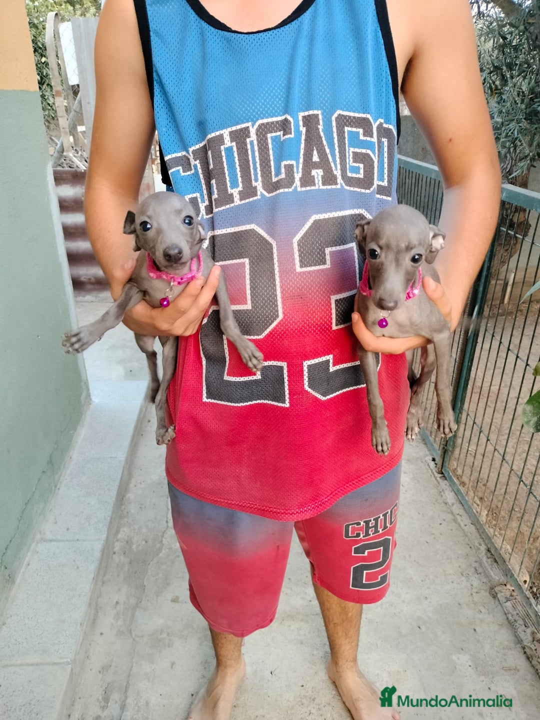 Pequeño Lebrel Italiano perros en venta: Picolo italiano - Imagen 1