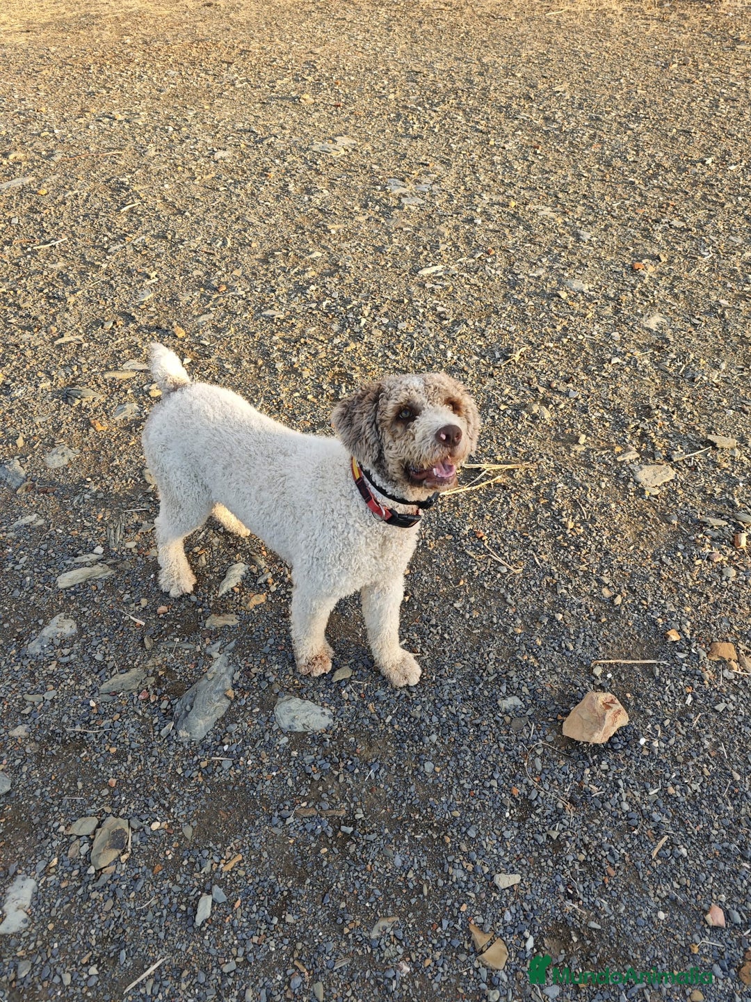 Perro de Agua Español perros en venta: Perritas de aguas - Imagen 7
