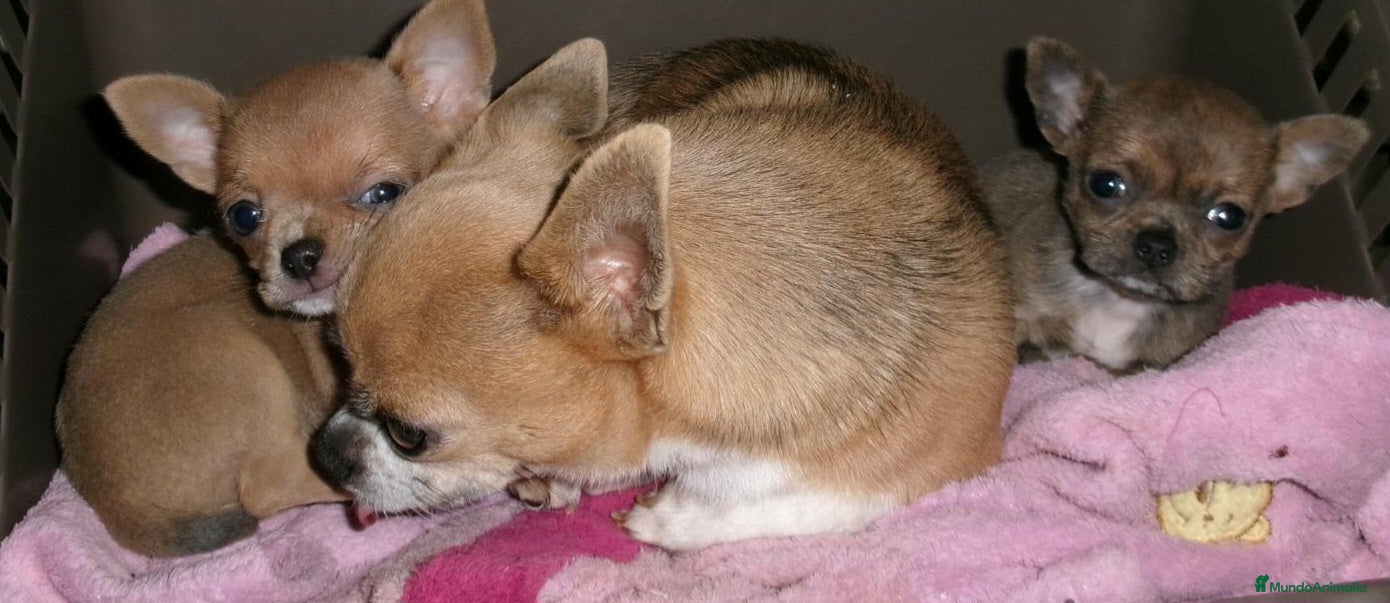 Chihuahua perros Chihuahua macho - Anuncio 33