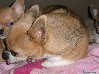 Chihuahua perros Chihuahua macho - Anuncio 35