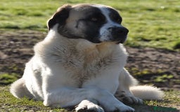 Mastín Español perros en venta: Camadas de Mastín Español Autóctono Tradicional - Imagen 3