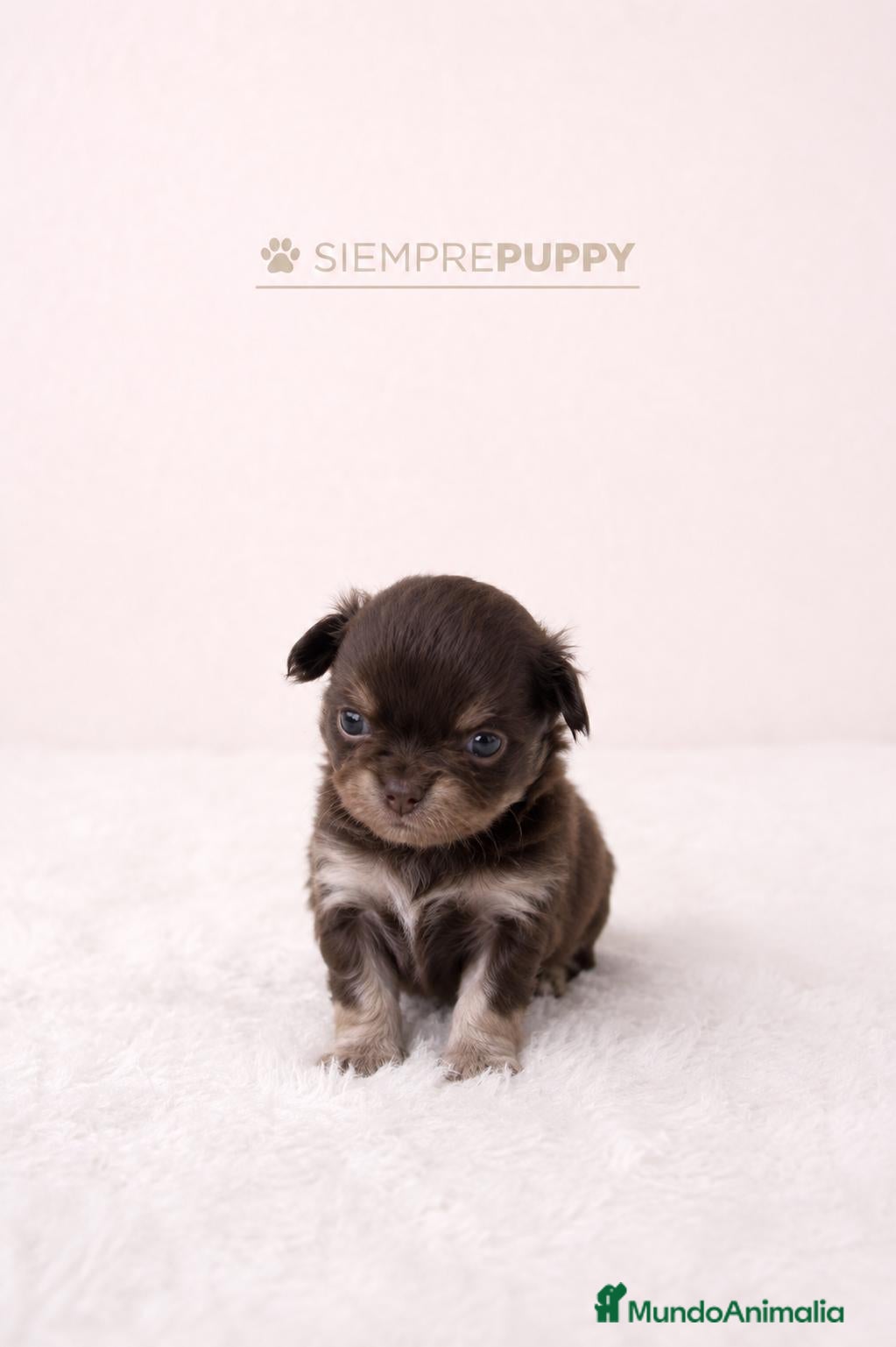 Chihuahua perros CHIHUAHUA MINI TOY PELO LARGO CHOCOLATE - Anuncio 1