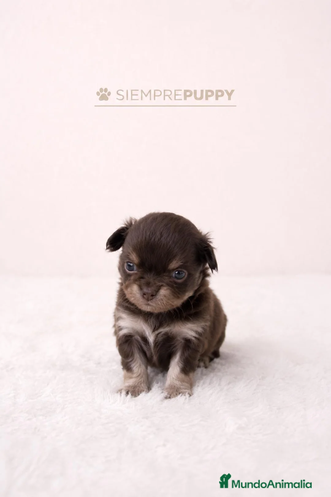 Chihuahua perros en venta: CHIHUAHUA MINI TOY PELO LARGO CHOCOLATE - Anuncio 1