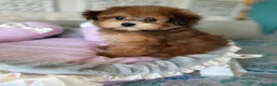 Maltipoo perros en venta: Maltipoo Hembra Toy tonalidades chocolates !! - Anuncio 3