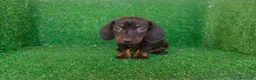 Teckel Miniatura perros en venta: Teckel miniatura  - Anuncio 10