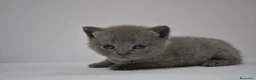 Himalayo gatos en venta:  Cachorros Fold y Straight  - Anuncio 3