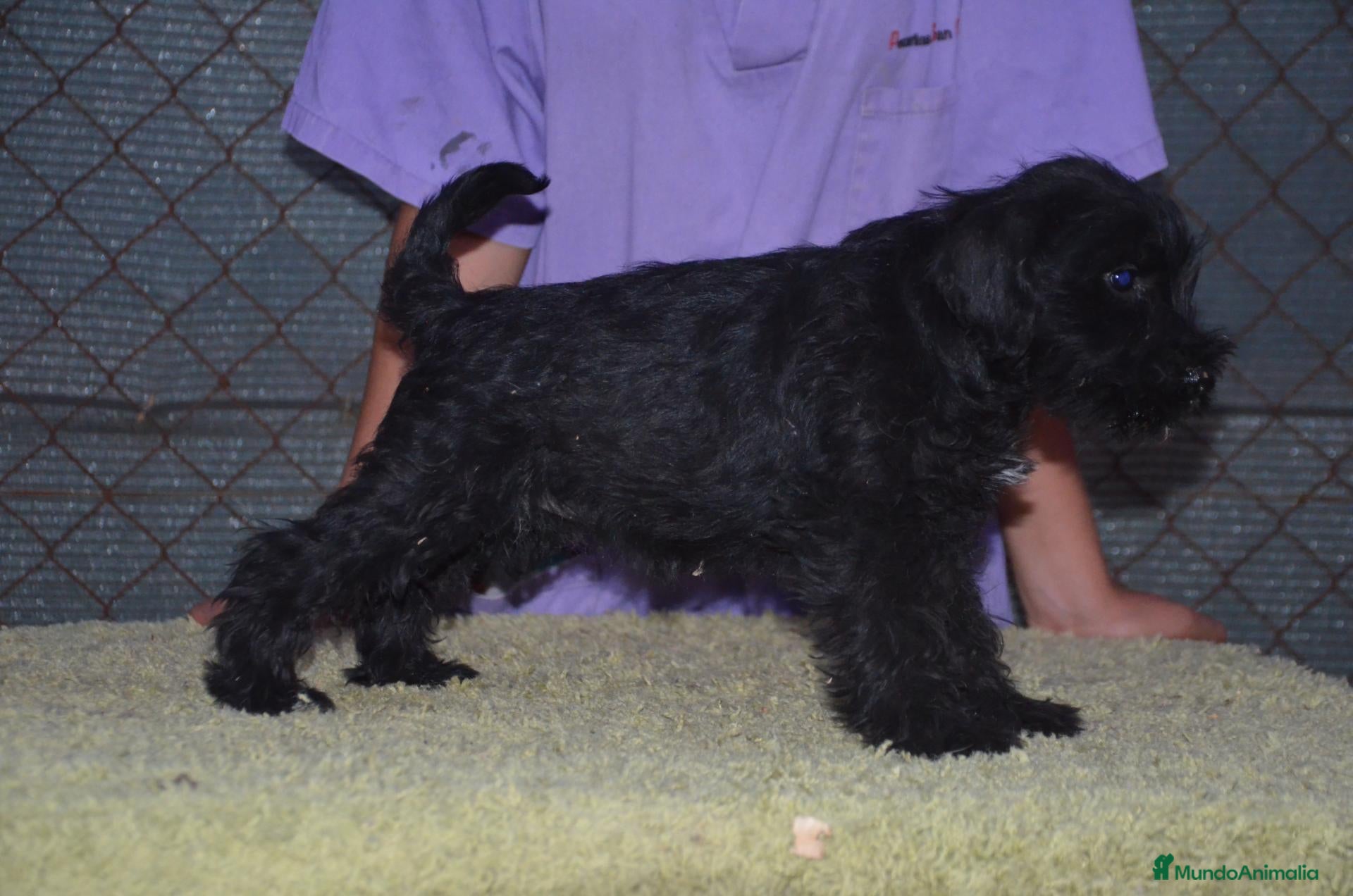 Schnauzer Miniatura perros Schnauzer miniatura negro - Anuncio 2